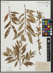 Foto von Salix alba L. x Salix fragilis L.